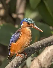 C. c. galeritaGambia