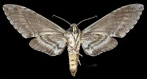 Female ventral