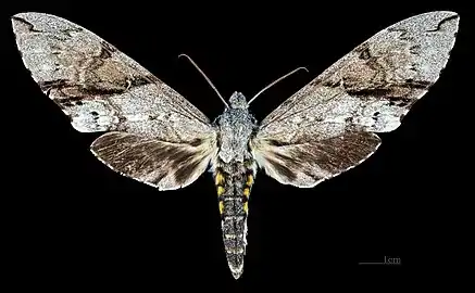 Female -  dorsal