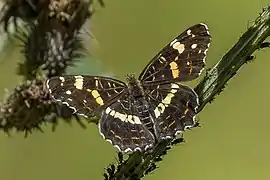 form prorsa