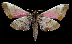 Male M. g. echephron, underside
