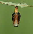 Mature pupa