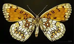 Female underside