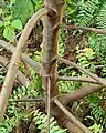 Low branching habit of Melochia villosissima.&nbsp; Dededo, Guam.