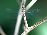Female dorsal view