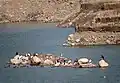 Migratory birds at Kaushalya Dam (Dec. 2015)