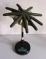 Archegoniophore