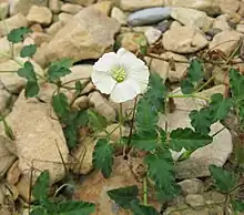 Monsonia emarginata