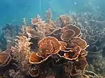 Montipora aequituberculata colonies near Ningaloo Reef