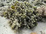 Montipora hispida