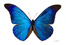 M. rhetenor – this museum specimen is used for education, but thousands are killed for domestic displays, sold to tourists or in gift shops.
