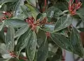 K. latifolia leaves and early buds