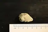 Sea snail, about 3 centimeters long, in a museum