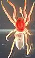 Nops guanabacoae  male allotype describe by Bryant (1940), dorsal view.
