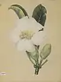 Fagraea imperialis Miquel, A. Bernecker, ~1860
