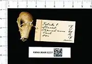 A bat skull with the mouth closed