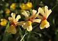 Nemesia versicolor versicolor