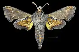 Male ventral