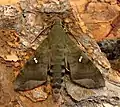 Nephele hespera male