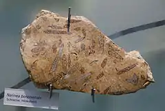 Nerinea bononiensis