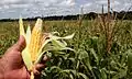 Maize and coconut plantations are common in and around Cruzeiro do Sul.