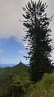 Norfolk Pines on Cuckhold's Point and Mt. Actaeon