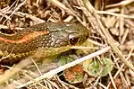 Northwestern Garter Snake