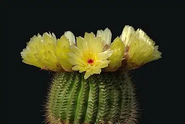 Image 4Parodia tenuicylindricaPhoto: LaitcheParodia tenuicylindrica is a small species of cactus native to the Rio Grande do Sul region of Brazil. It grows 4–8&nbsp;cm (1.6–3.1&nbsp;in) in height and 2–3&nbsp;cm (0.8–1.2&nbsp;in) in width. It has yellow and red-brown spines, white wool and yellow flowers. It produces yellow-green fruit and black seeds.More selected pictures