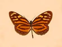 L. h. atergalis Colombia