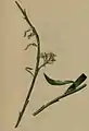 Sprigs of Osyris alba attacked by larva