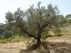 Ithilien is said to be home to the olive,a tree of the Mediterranean basin