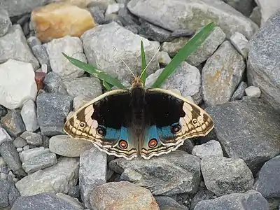 Dorsal view