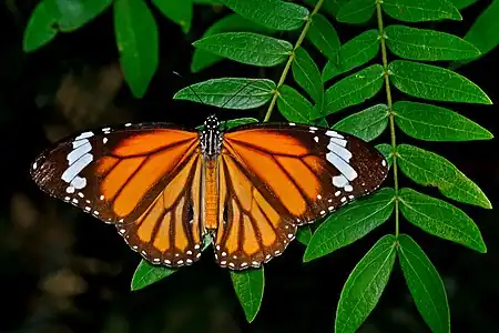 Dorsal view