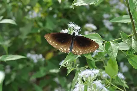 Dorsal view