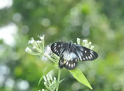 Dorsal view