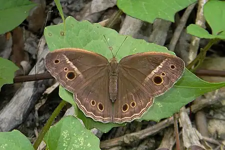 Dorsal view (female)