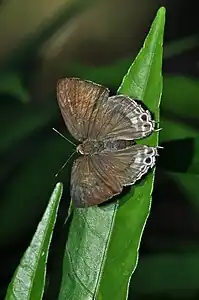 Dorsal view (female)