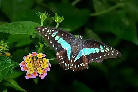 Dorsal view