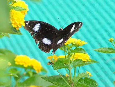 Dorsal view