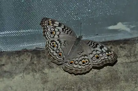 Dorsal view