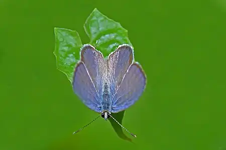 Dorsal view