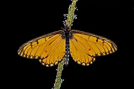 Dorsal view (male)