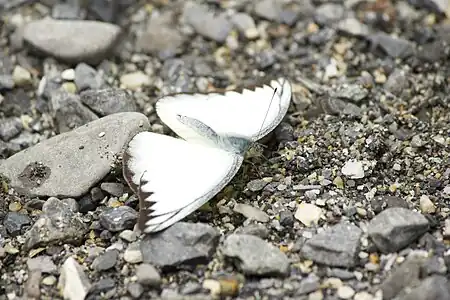 Dorsal view (male)