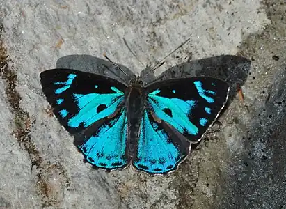 Dorsal view (male)