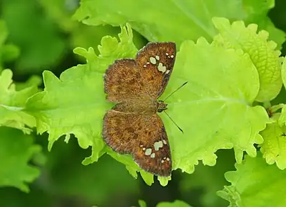 Dorsal view