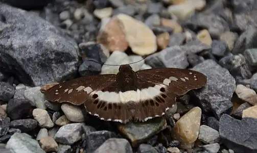 Dorsal view