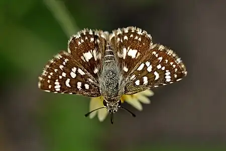 Dorsal view