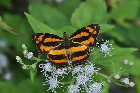 Dorsal view