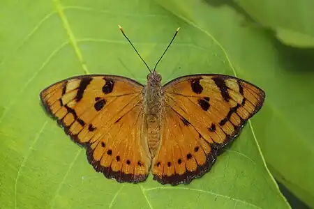 Dorsal view