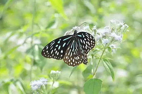 Dorsal view